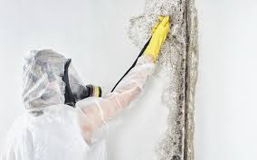 Why You Should Choose Our Mold Remediation Services in Mounds, OK